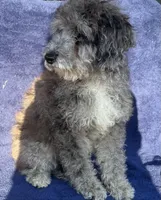 Pepper, a female Poodle - Miniature  for sale in Harrison, AR – Photo 3 of 8