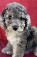 Pepper, a female Poodle - Miniature  for sale in Harrison, AR – Photo 6 of 8