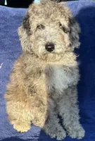 Pepper, a female Poodle - Miniature  for sale in Harrison, AR – Photo 1 of 8