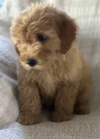 Gordy, a male Miniature Goldendoodle for sale in Harrison, AR – 4 of 8