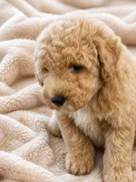 Muffet, a male Miniature Goldendoodle for sale in Harrison, AR – 4 of 4