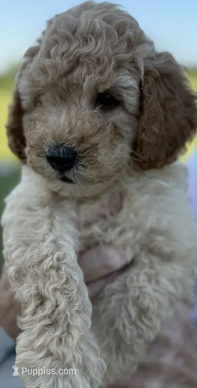 Gordy – Goldendoodle puppy for sale in Harrison, AR