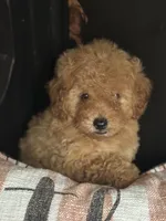 Bambi, a female Goldendoodle for sale in Harrison, AR – 3 of 8