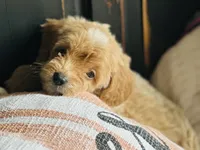 Star, a female Goldendoodle for sale in Harrison, AR – 3 of 7