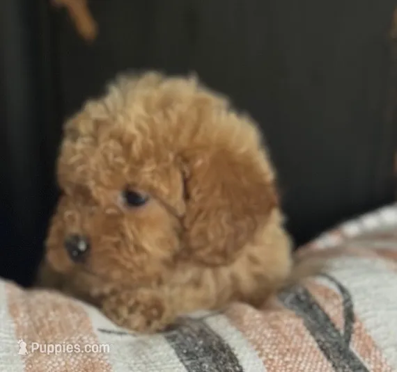 Bambi – Goldendoodle puppy for sale in Harrison, AR