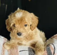 Star, a female Goldendoodle for sale in Harrison, AR – 4 of 7