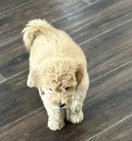 Dash, a male Miniature Goldendoodle for sale in Harrison, AR – 6 of 8
