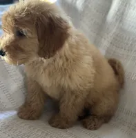 Gordy, a male Miniature Goldendoodle for sale in Harrison, AR – 3 of 8