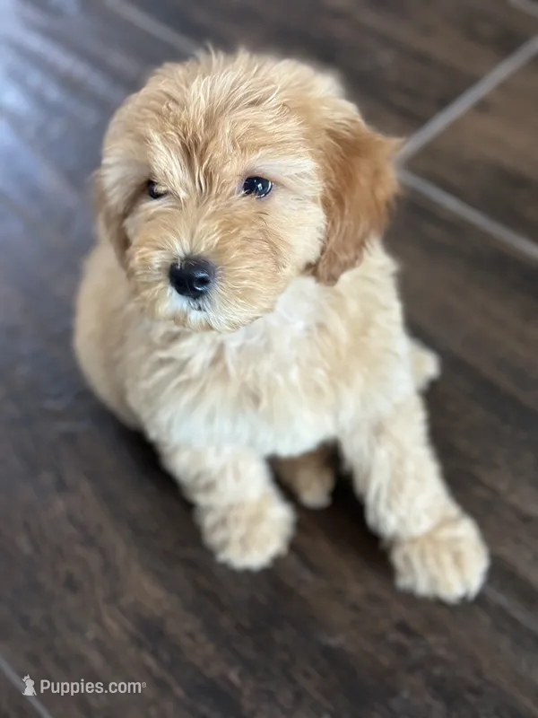 Dash – Miniature Goldendoodle puppy for sale in Harrison, AR