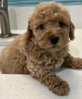 Sweetie, a female Goldendoodle and Miniature Goldendoodle for sale in Harrison, AR – Photo 3 of 4