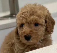 Sweetie, a female Goldendoodle and Miniature Goldendoodle for sale in Harrison, AR – Photo 2 of 4