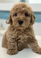 Sweetie, a female Goldendoodle and Miniature Goldendoodle for sale in Harrison, AR – Photo 1 of 4