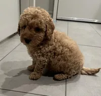 Sweetie, a female Goldendoodle and Miniature Goldendoodle for sale in Harrison, AR – Photo 4 of 4