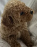 Bambi, a female Goldendoodle for sale in Harrison, AR – 5 of 8