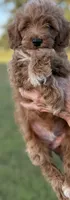 Harvey, a male Goldendoodle for sale in Harrison, AR – 3 of 5