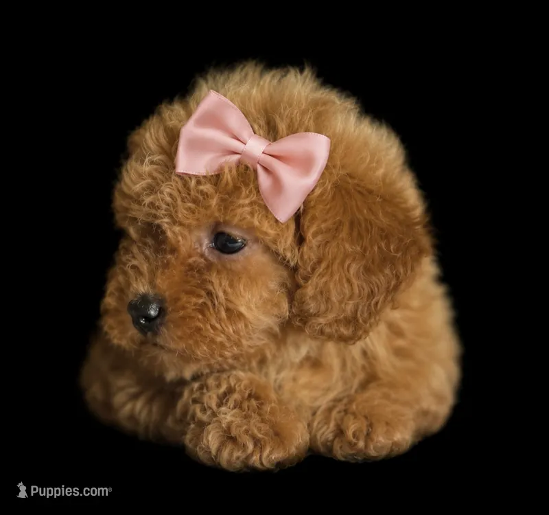 Ruby – Goldendoodle puppy for sale in Harrison, AR