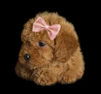 Ruby, a female Goldendoodle for sale in Harrison, AR – 1 of 8
