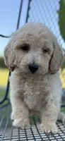 Henry, a male Goldendoodle for sale in Harrison, AR – 3 of 4