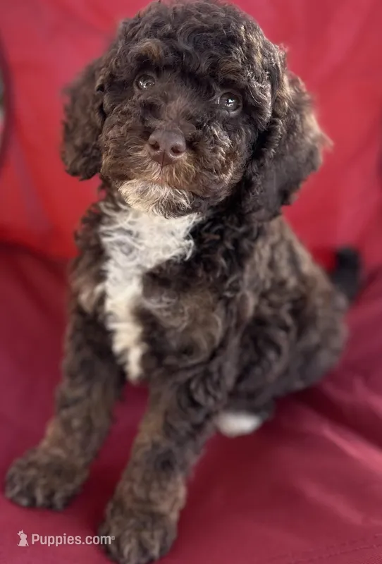 Harvey, a male Poodle - Miniature  for sale in Harrison, AR – Photo 1 of 5