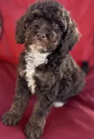 Harvey, a male Poodle - Miniature  for sale in Harrison, AR – Photo 1 of 5