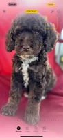Harvey, a male Poodle - Miniature  for sale in Harrison, AR – Photo 5 of 5