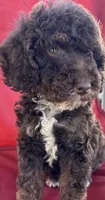 Harvey, a male Poodle - Miniature  for sale in Harrison, AR – Photo 3 of 5