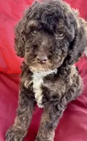 Harvey, a male Poodle - Miniature  for sale in Harrison, AR – Photo 2 of 5