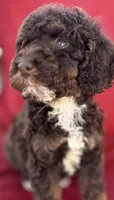 Harvey, a male Poodle - Miniature  for sale in Harrison, AR – Photo 4 of 5