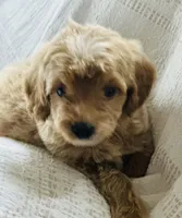 Star, a female Goldendoodle for sale in Harrison, AR – 7 of 7