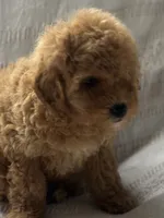 Ruby, a female Goldendoodle for sale in Harrison, AR – 8 of 8