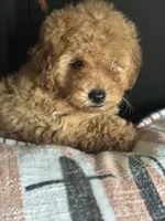 Ruby, a female Goldendoodle for sale in Harrison, AR – 4 of 8