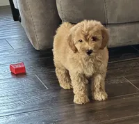 Gordy, a male Miniature Goldendoodle for sale in Harrison, AR – 2 of 8