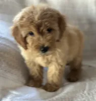 Gordy, a male Miniature Goldendoodle for sale in Harrison, AR – 7 of 8