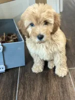 Dash, a male Miniature Goldendoodle for sale in Harrison, AR – 2 of 8