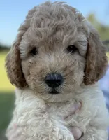 Gordy, a male Goldendoodle for sale in Harrison, AR – 2 of 3