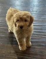 Gordy, a male Miniature Goldendoodle for sale in Harrison, AR – 8 of 8