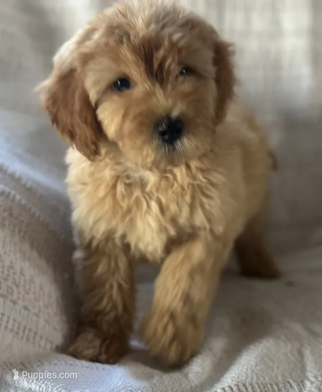 Gordy – Miniature Goldendoodle puppy for sale in Harrison, AR