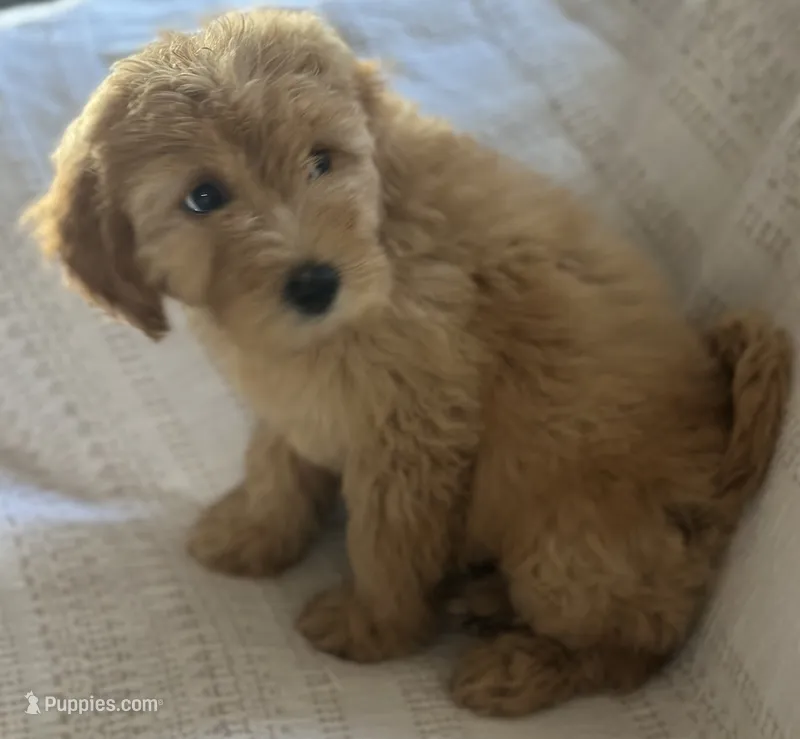 Gordy – Miniature Goldendoodle puppy for sale in Harrison, AR