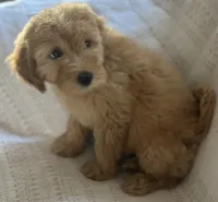 Gordy, a male Miniature Goldendoodle for sale in Harrison, AR – 6 of 8