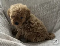 Bambi, a female Goldendoodle for sale in Harrison, AR – 6 of 8
