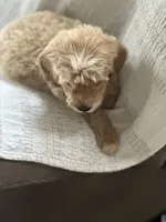 Star, a female Goldendoodle for sale in Harrison, AR – 5 of 7