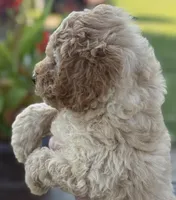 Gordy, a male Goldendoodle for sale in Harrison, AR – 3 of 3