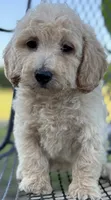 Henry, a male Goldendoodle for sale in Harrison, AR – 1 of 4