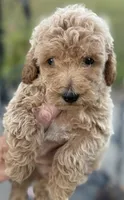 Dash, a male Goldendoodle for sale in Harrison, AR – 2 of 2