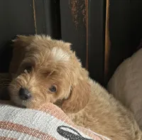 Star, a female Goldendoodle for sale in Harrison, AR – 6 of 7