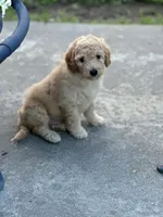 Muffet, a male Miniature Goldendoodle for sale in Harrison, AR – 3 of 4