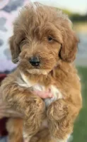 Harvey, a male Goldendoodle for sale in Harrison, AR – 2 of 5