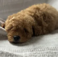 Bambi, a female Goldendoodle for sale in Harrison, AR – 2 of 8
