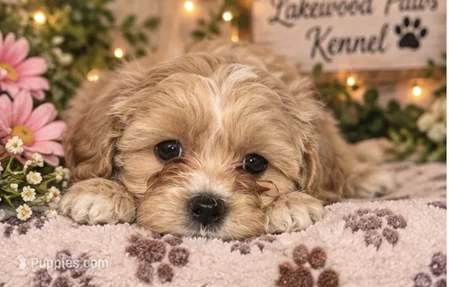 Cinnamon  – Shih Tzu, Poodle - Miniature  puppy for sale in Conroe, TX