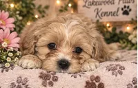 Cinnamon , a female Shih Tzu and Poodle - Miniature  for sale in Conroe, TX – 1 of 4